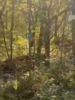 В Приморье водитель встретился с тигром, который занимался своими делами возле трассы — Svodka25 l Новости Приморья и Владивостока