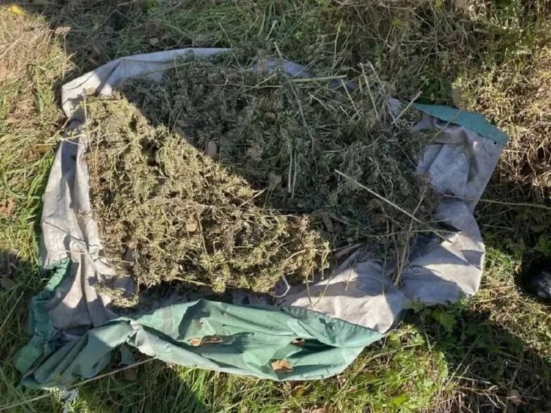 Более 9 кг конопли нашли у жителя Приморья — ВОСТОК-МЕДИА | Владивосток и ДФО