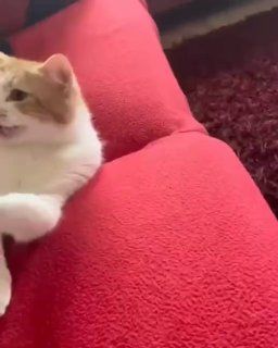 Нежности на ночь глядя — Дальневосточные Ведомости