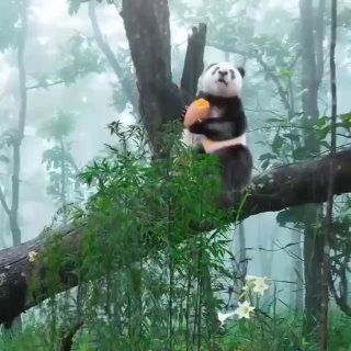 Нежности на ночь глядя — Дальневосточные Ведомости