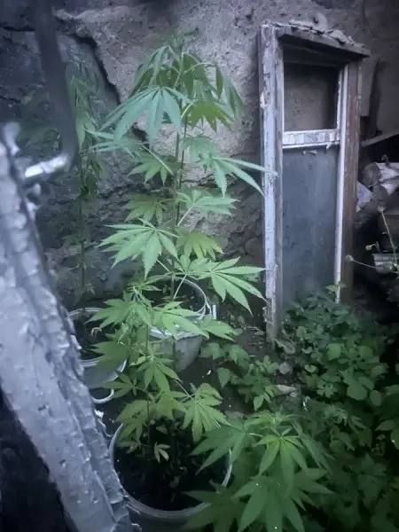 В Приморье перед судом предстанет наркоплантатор из Спасска — Полиция Приморья