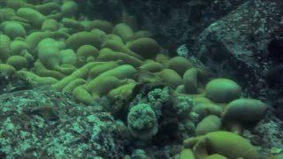 Во Владивостоке дайверы наткнулись на страшную картину под водой — массовую гибель морских обитателей