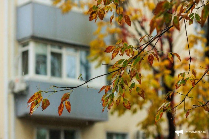 Сегодня в Приморье в северной половине осадки, местами сильные (дождь, вечером в горных районах со снегом) — PrimaMedia.Приморье