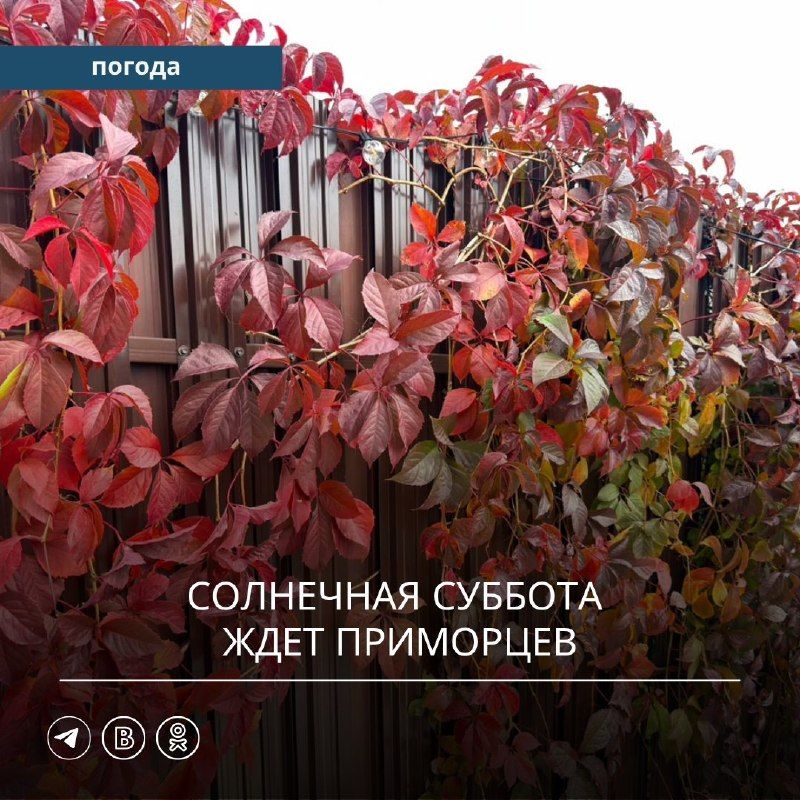 Предстоящие выходные, 17 и 18 октября, в Приморском крае будут совершенно разными.
