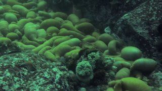 Дно оказалось усыпано мёртвыми морскими обитателями у островов Верховского в Приморье — ВОСТОК-МЕДИА | Владивосток и ДФО