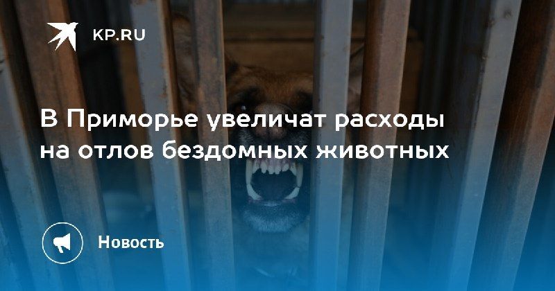 В Приморье увеличат финансирование отлова бездомных животных — КП - Владивосток