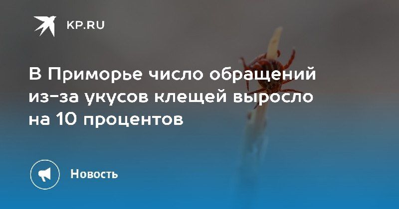 В Приморье на 10% увеличилось число обращений по укусам клещей. — КП - Владивосток