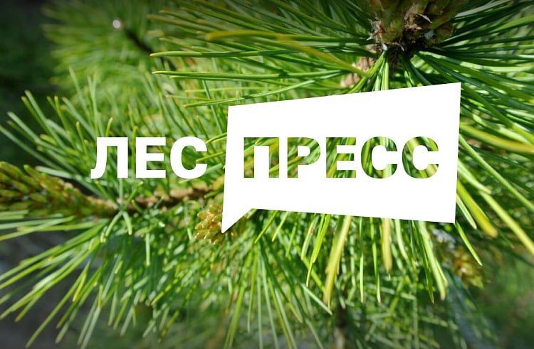Вы журналист или блогер? Тогда примите участие в конкурсе «Лес-пресс» — Правительство Приморского края