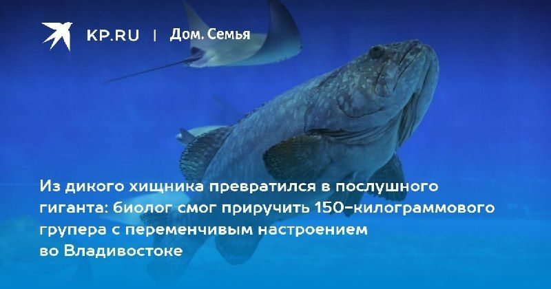 Гигантские груперы: от дикого хищника до дружелюбного гиганта — КП - Владивосток