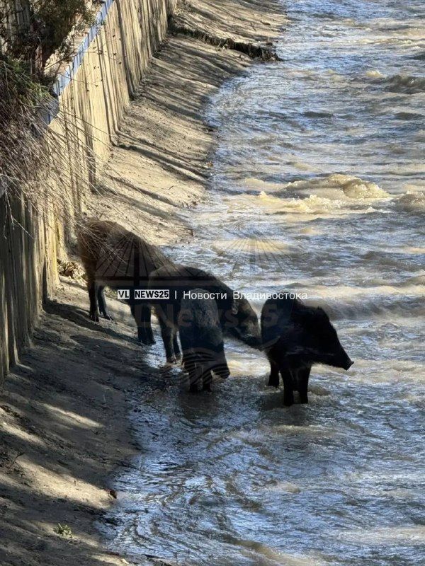 Стаю диких кабанчиков заметили в районе Снеговой. — Новости VL.ru | Владивосток