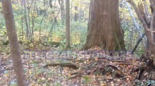 В Приморье камера записала битву двух крупных гималайских медведей, не поделивших еду — Svodka25 l Новости Приморья и Владивостока