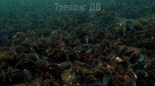 Около 40-50%: гибель донных гидробионтов в Амурском заливе на обследованном участке