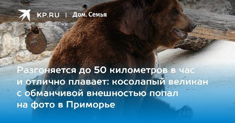 В нацпарке «Земля леопарда» фотоловушка поймала бурого медведя, который заглянул в объектив — КП - Владивосток