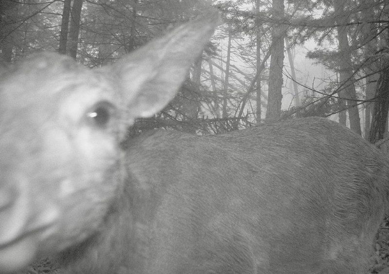 Любопытный "Пятачок": пятнистый олень исследовал фотоловушку в "Земле леопарда" — PrimaMedia.Приморье
