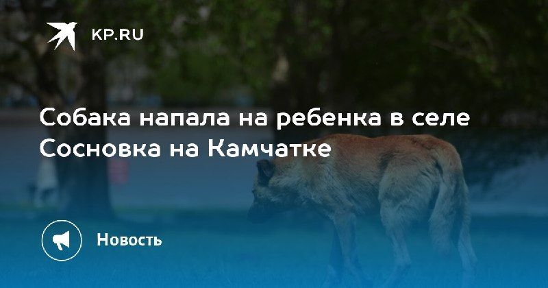 Собака напала на ребенка в камчатском селе — КП - Владивосток