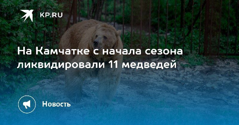 На Камчатке ликвидировали 11 медведей. — КП - Владивосток