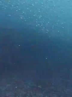 Завораживающее зрелище под водой — прямо у берегов Владивостока сняли тысячи сардин иваси