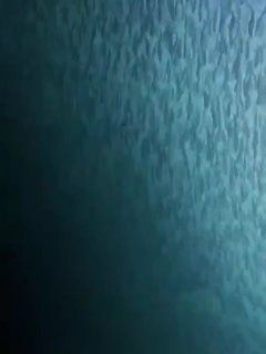 Уберегов Владивостока сняли тысячи сардин иваси