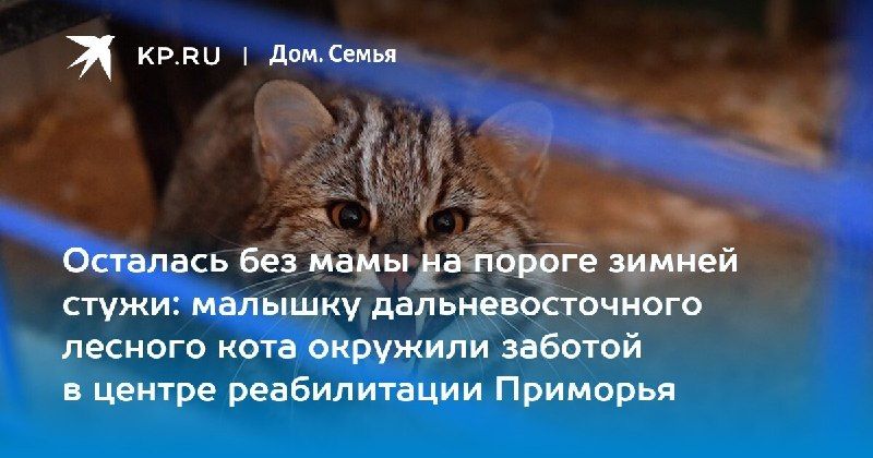 В Приморье заботятся о крошечной самке дальневосточного лесного кота, которая осталась без мамы — КП - Владивосток