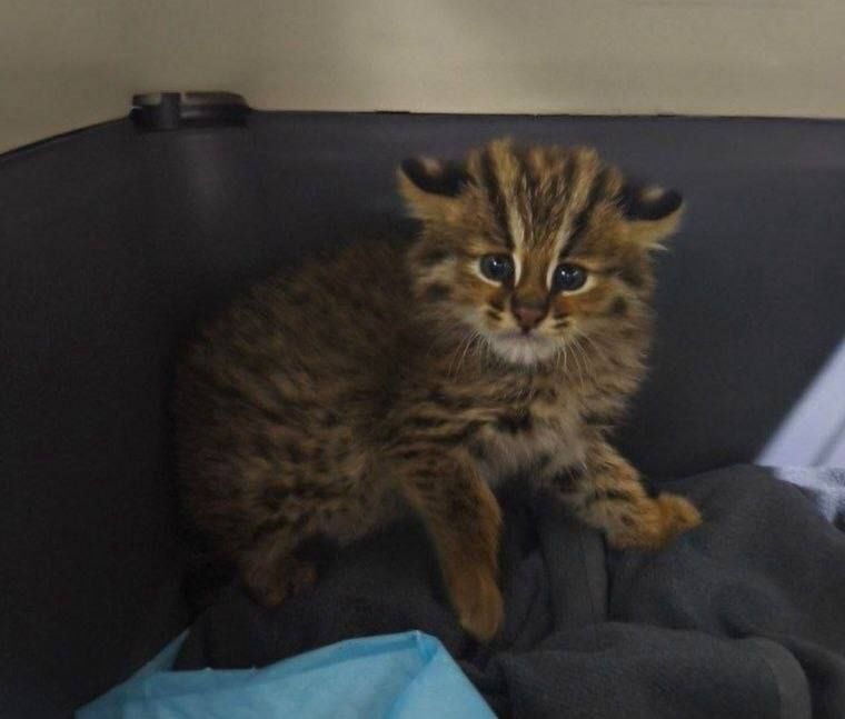 Поздний выводок: крошечную самку лесного кота спасают в приморском Центре "Тигр"