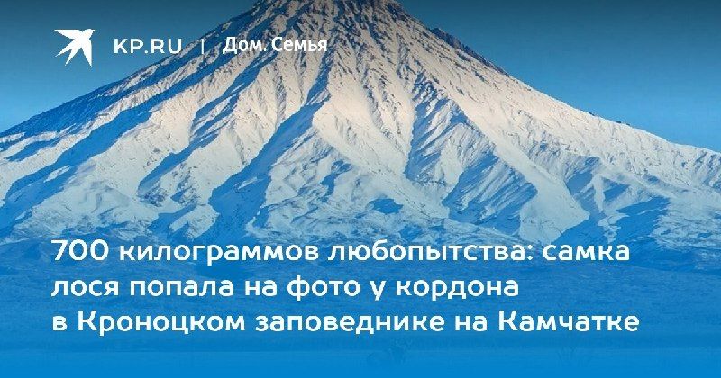 Лоси в Кроноцком заповеднике — КП - Владивосток