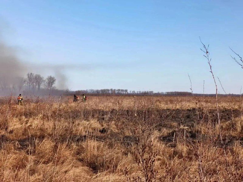 Природный пожар охватил 650 гектаров на севере Приморья