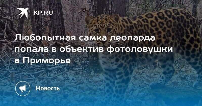 В Приморье фотоловушка запечатлела самку дальневосточного леопарда по имени Сахаринка