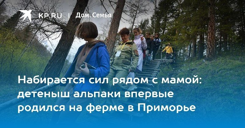Новое пополнение на ферме альпак в Приморье — КП - Владивосток
