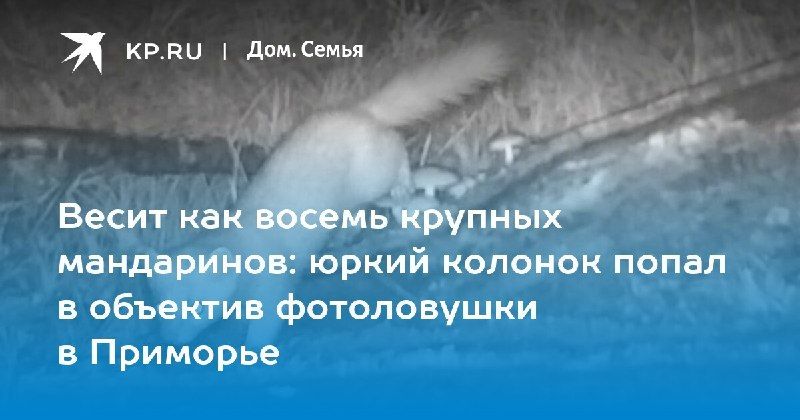 В нацпарке Приморья сняли, как колонок ловко мчится по дереву