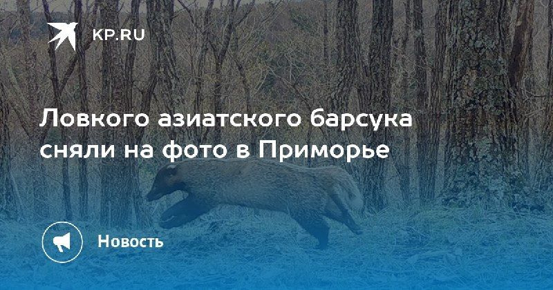 В Приморье зафиксировали азиатского барсука в прыжке. Несмотря на короткие лапы, он разгоняется до приличной скорости. — КП - Владивосток