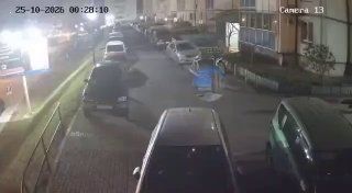 По дворам Снеговой Пади ночью бегает стая кабанов.
