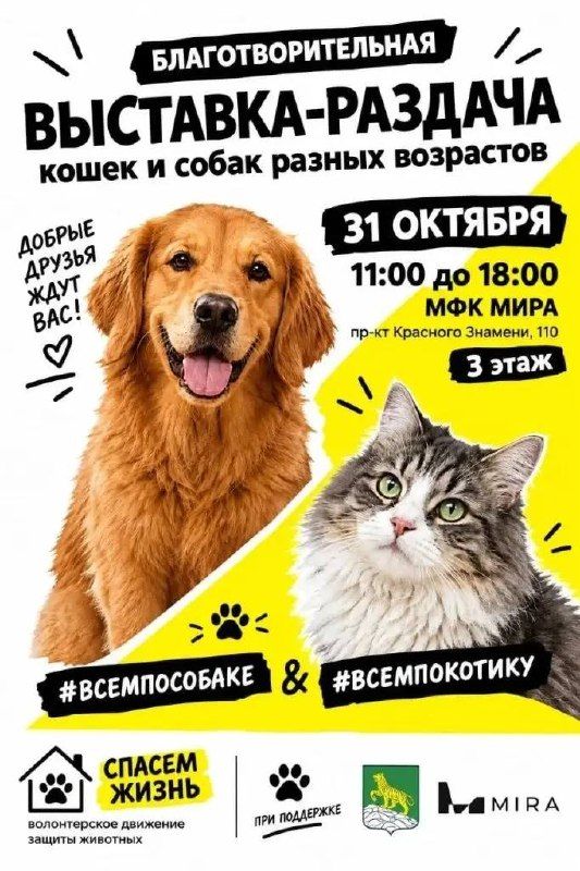 Выставка-раздача кошек и собак пройдет во Владивостоке.