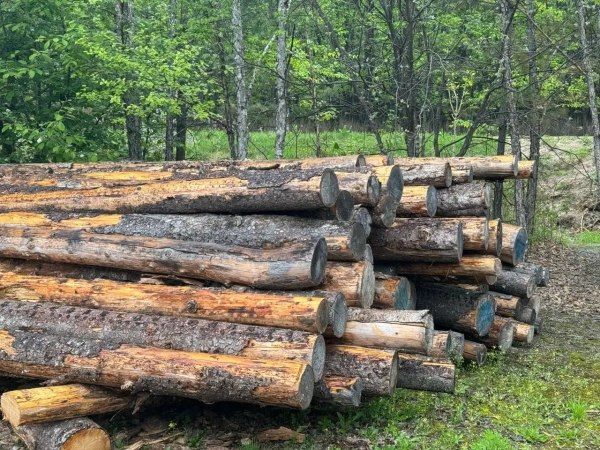 С лесозаготовителя в Приморском крае взыскали более ₽25 млн долга