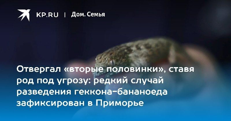 В Приморье вылупился детеныш редкого геккона-бананоеда